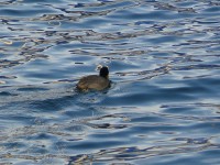 lago_lecco_2012_07.JPG