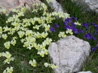 campo_imperatore_30.JPG