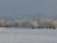 verdello_inverno_2005_07.JPG