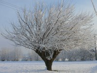 verdello_inverno_2005_10.JPG