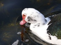 tour_3_laghi_2009_04.JPG